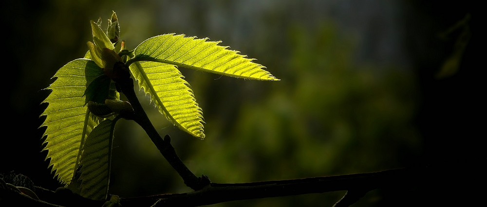 The Living Forest (276) : Birth of a leaf