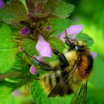 The Living Forest (277) : Common Carder Bee