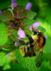 The Living Forest (277) : Common Carder Bee