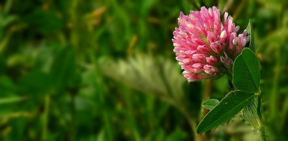 The Living Forest (278) : Red Clover