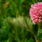 The Living Forest (278) : Red Clover