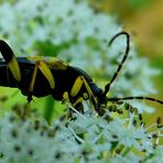 The Living Forest (279) : Spotted Longhorn