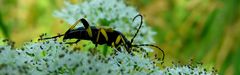 The Living Forest (279) : Spotted Longhorn