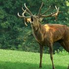 The Living Forest (28) : Red Deer