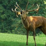 The Living Forest (28) : Red Deer