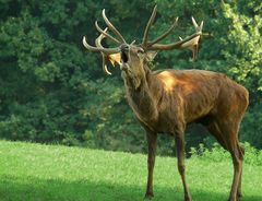 The Living Forest (28) : Red Deer