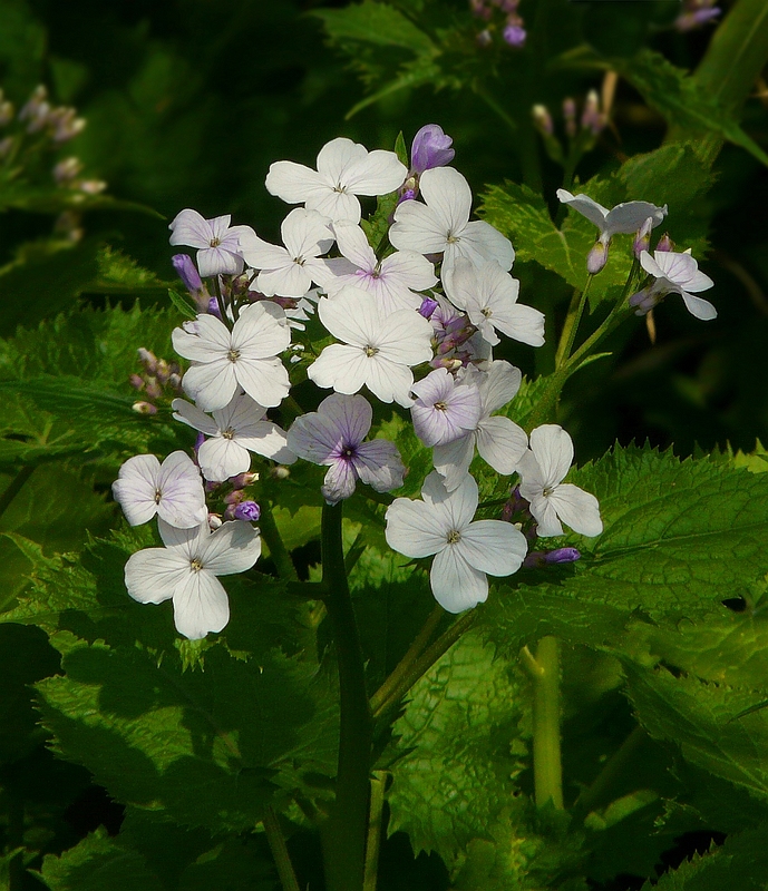 The Living Forest (280) : Cuckoo Flower