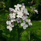 The Living Forest (280) : Cuckoo Flower