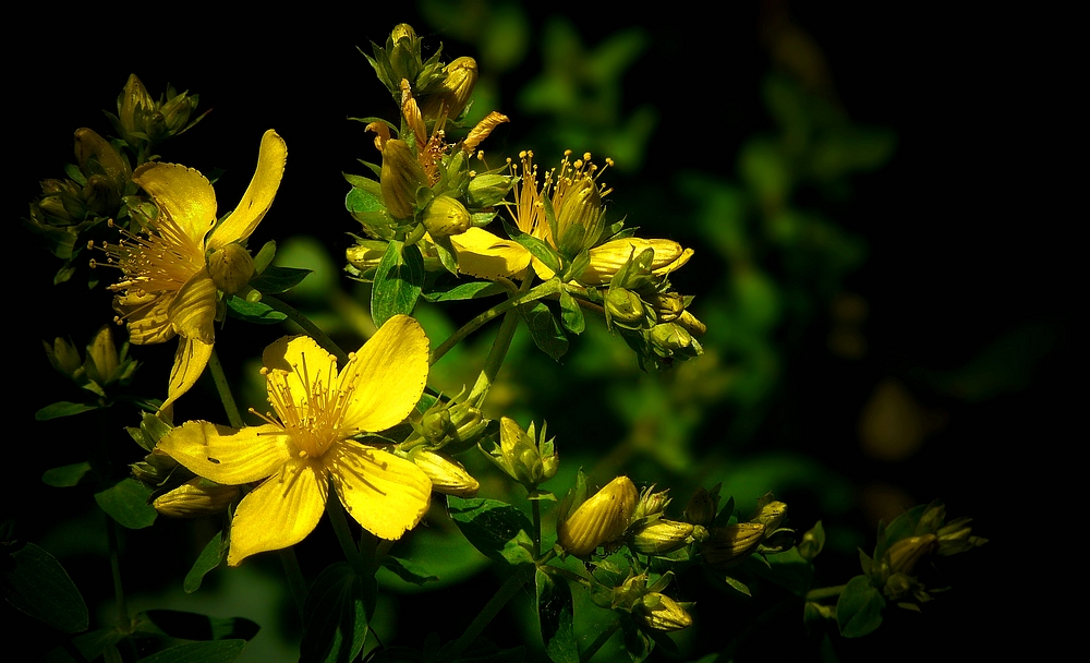 The Living Forest (281) : St John’s wort