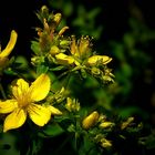 The Living Forest (281) : St John’s wort