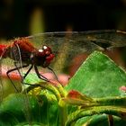 The Living Forest (282) : Ruddy Darter (male)