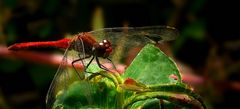 The Living Forest (282) : Ruddy Darter (male)
