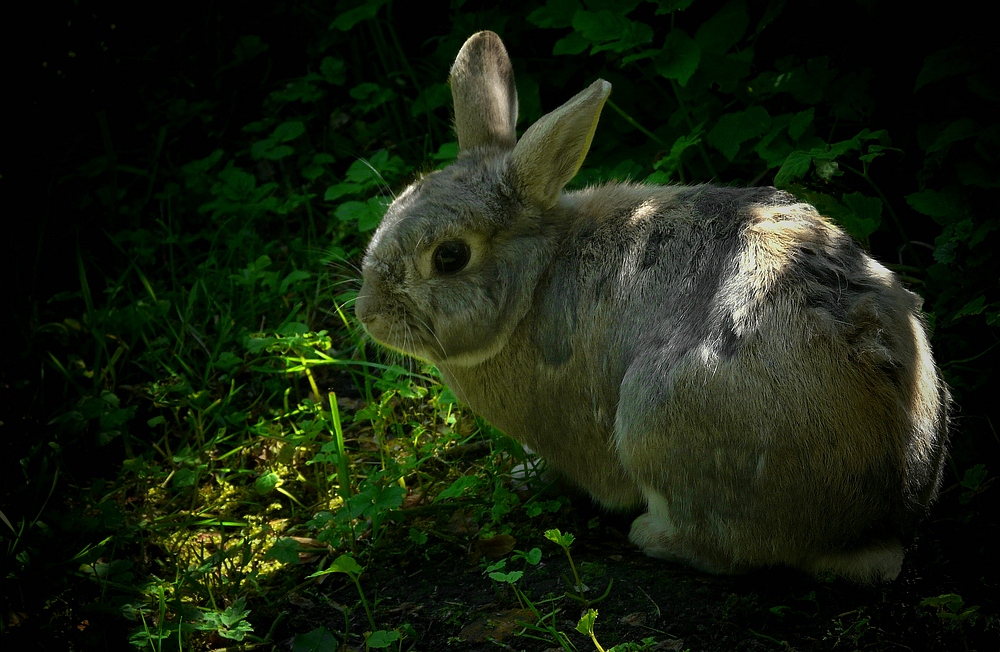 The Living Forest (283) : European Rabbit