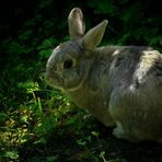 The Living Forest (283) : European Rabbit