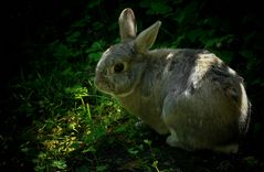 The Living Forest (283) : European Rabbit