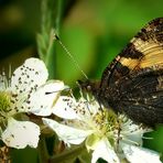 The Living Forest (284) : Small Tortoiseshell