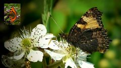 The Living Forest (284) : Small Tortoiseshell