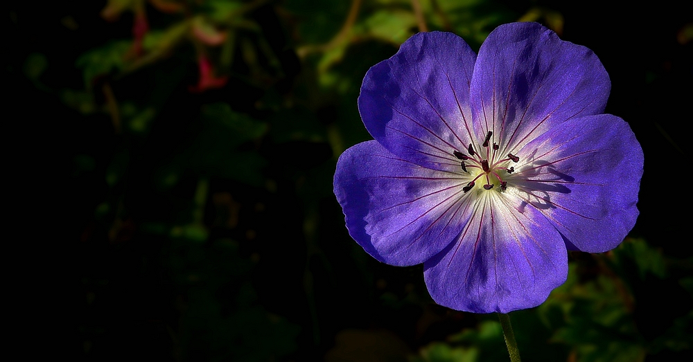 The Living Forest (285) : Meadow Cranesbill