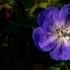 The Living Forest (285) : Meadow Cranesbill