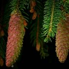 The Living Forest (286) : Norway spruce cones