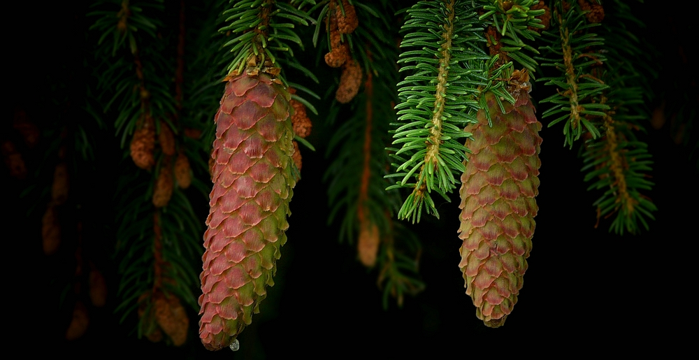 The Living Forest (286) : Norway spruce cones