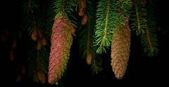 The Living Forest (286) : Norway spruce cones