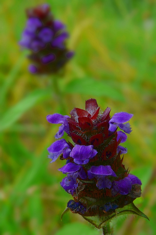 The Living Forest (287) : Common Selfheal