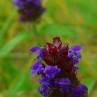 The Living Forest (287) : Common Selfheal