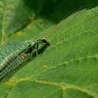 The Living Forest (288) : Green Lacewing