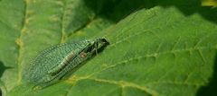 The Living Forest (288) : Green Lacewing