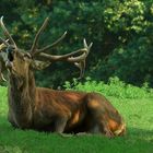 The Living Forest (29) : Red Deer