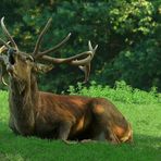 The Living Forest (29) : Red Deer