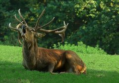 The Living Forest (29) : Red Deer