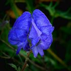 The Living Forest (291) : Monkshood