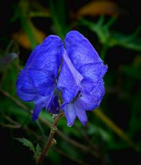 The Living Forest (291) : Monkshood