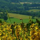 The Living Forest (292) : Spotted Loosestrife