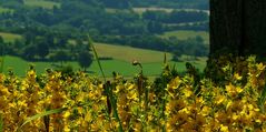 The Living Forest (292) : Spotted Loosestrife