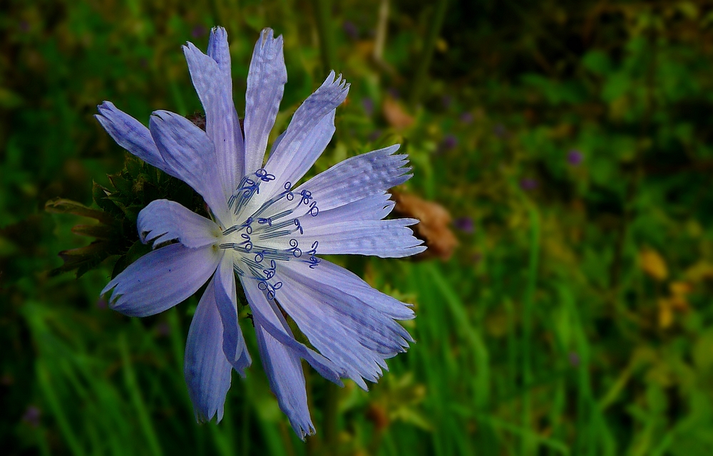 The Living Forest (293) : Wild Chicory
