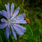 The Living Forest (293) : Wild Chicory