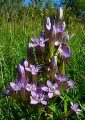 The Living Forest (295) : Chiltern Gentian