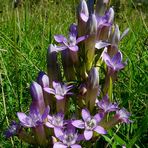 The Living Forest (295) : Chiltern Gentian