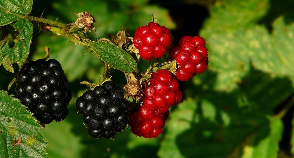 The Living Forest (296) : Blackberries