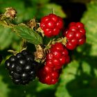 The Living Forest (296) : Blackberries