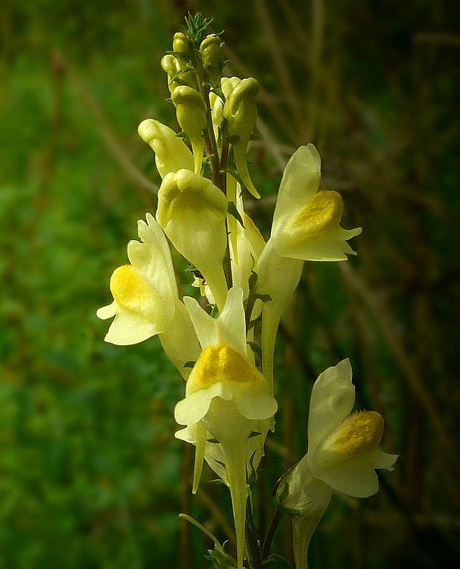 The Living Forest (297) : Toadflax