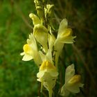 The Living Forest (297) : Toadflax