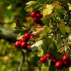 The Living Forest (298) : Common Hawthorn
