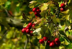 The Living Forest (298) : Common Hawthorn