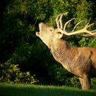 The Living Forest (299) : Red Deer