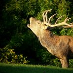 The Living Forest (299) : Red Deer