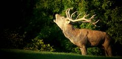 The Living Forest (299) : Red Deer